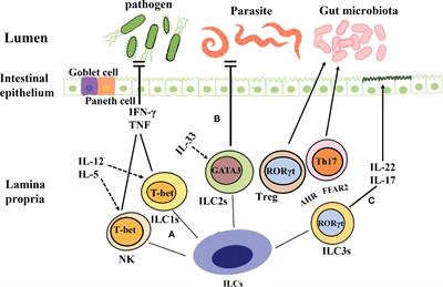 Crosstalk between the gut microbiota and innate lymphoid cells in intestinal mucosal immunity